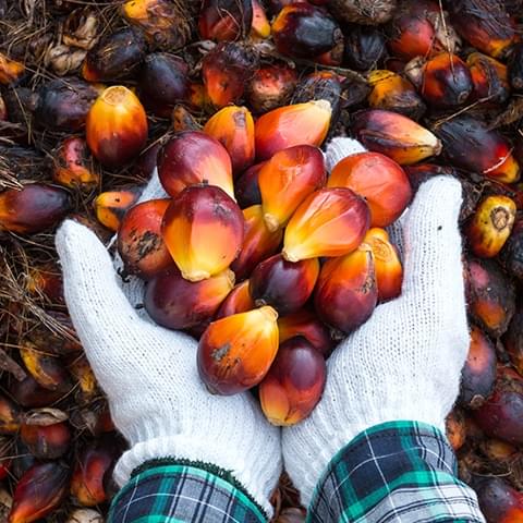 We are 'leading the way' on the use of sustainable Palm Oil as classified by the World Wildlife Fund (WWF)